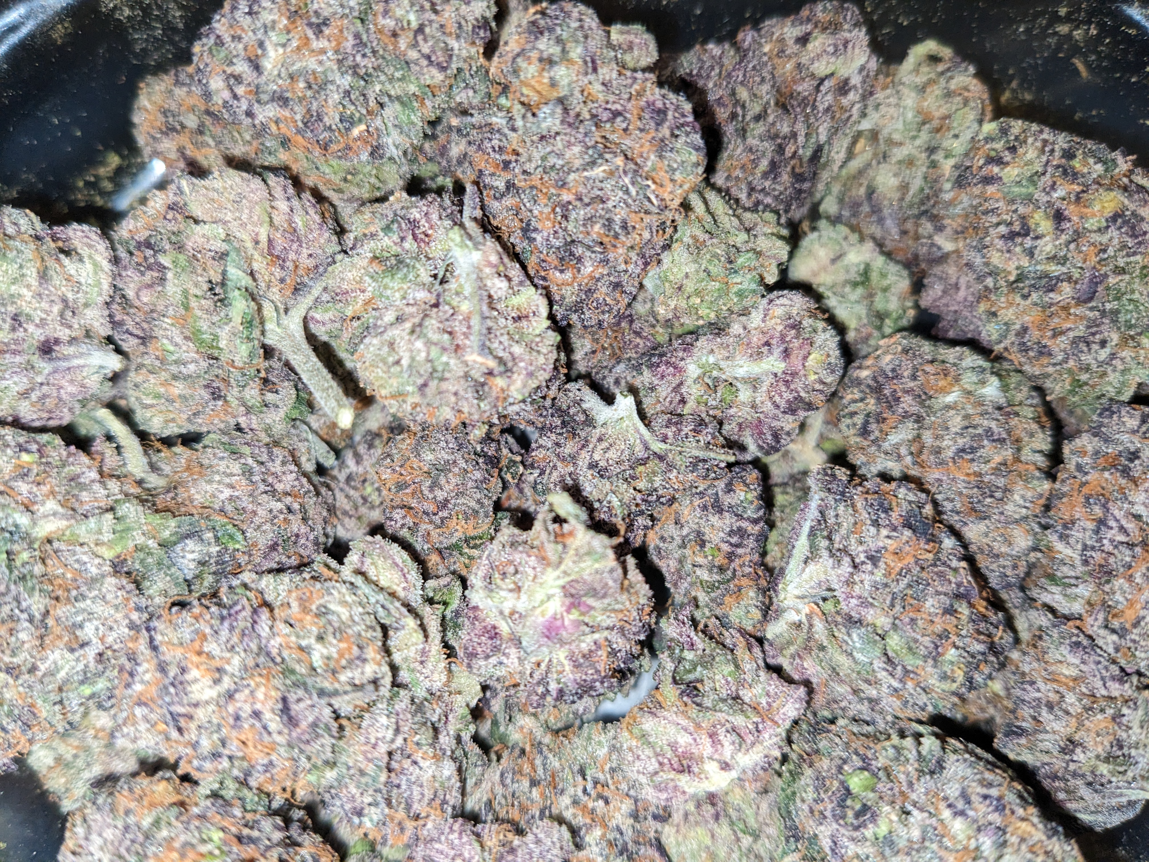 Lemon Ether strain image