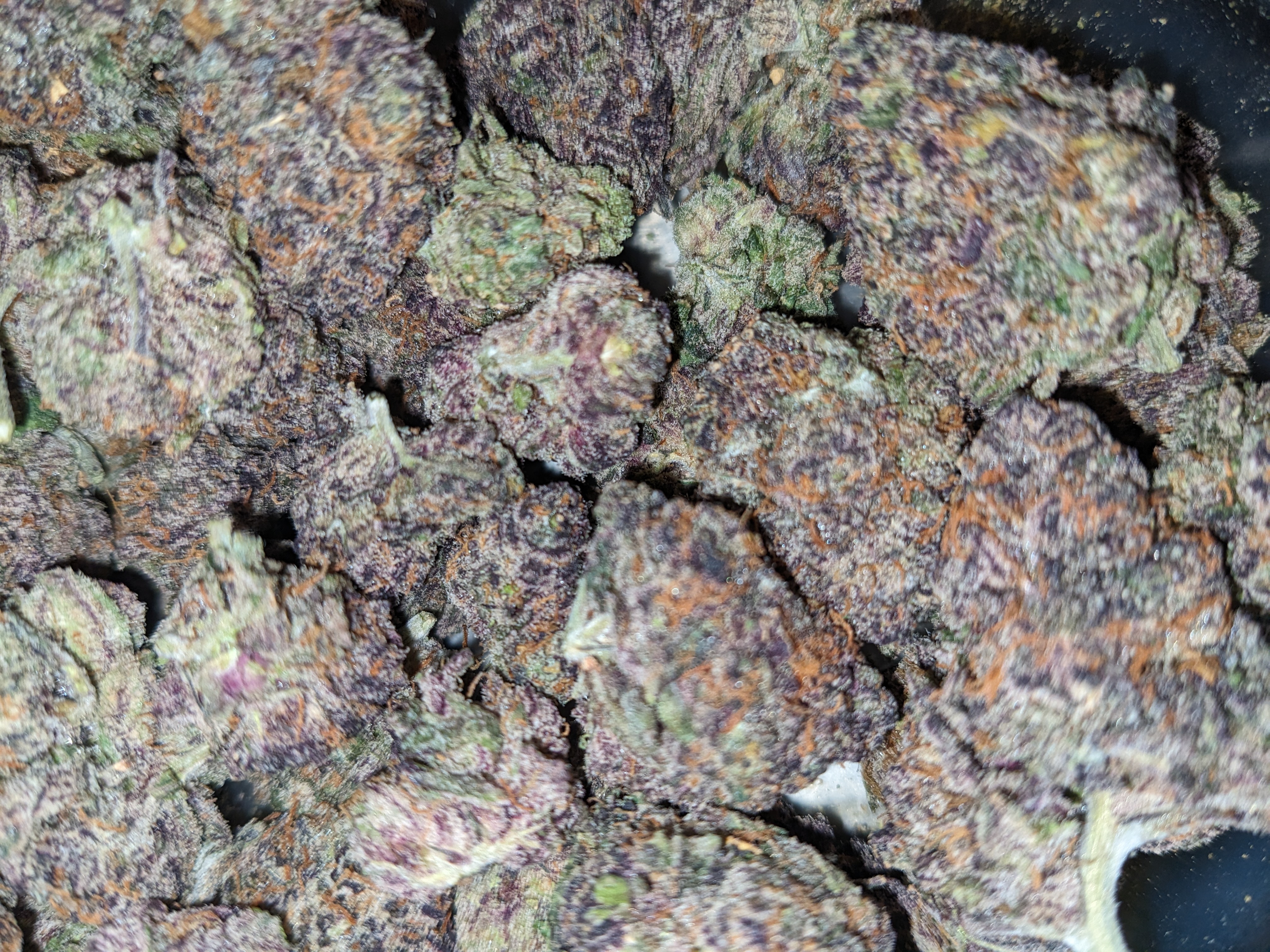 Super Miami strain image